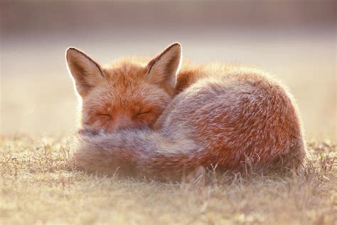 Dreamer Sleepy Fox Is Sleepy Photograph By Roeselien Raimond