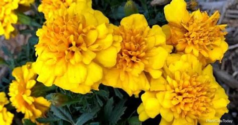 Marigold Companion Plant What Are The Best Marigold Companions