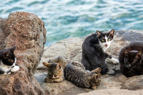 New Device Targets Feral Cats In Australia To Save Native Species