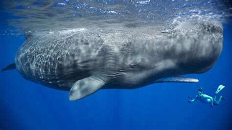 Ok i'm going to do my best to get through this section without making any crude jokes. Sperm Whale Holidays & Whale Watching - Natural World Safaris