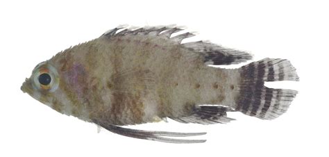 Steeneichthys Plesiopsus