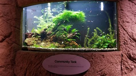 Long Island Aquarium Community Tank Zoochat