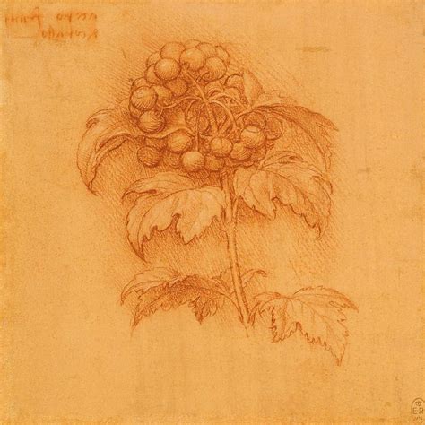 872 Best Images About Da Vinci Drawings On Pinterest Versos