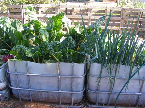 Ibc Wicking Bed Gardening Australia | Fasci Garden