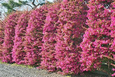 15 Best Fast Growing Flowering Shrubs For Shade