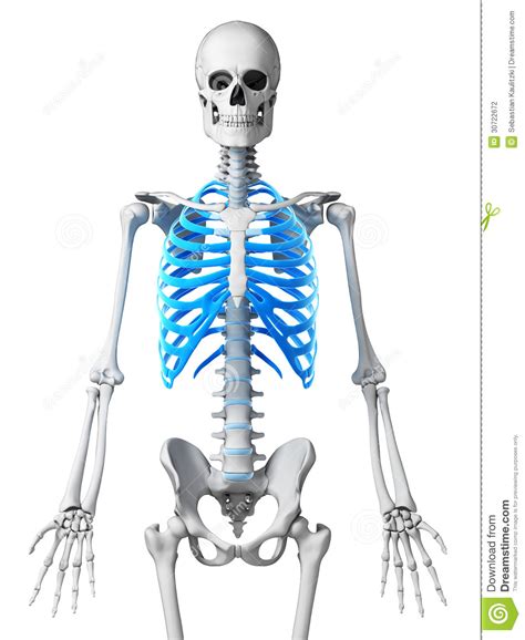 Skeletal Thorax Stock Illustration Illustration Of Rendering 30722672