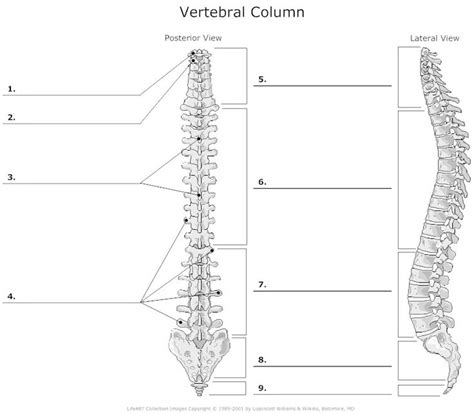 Some, like the rib cage, provide protection for softer body parts, while other bones enable mobility by supporting the muscles. 12 Best Images of Anatomy Practice Worksheets - Skull ...