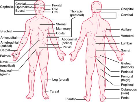 Ancla Navegaci N Barcelona Dorsal Definition Anatomy Horario Imagina Caj N