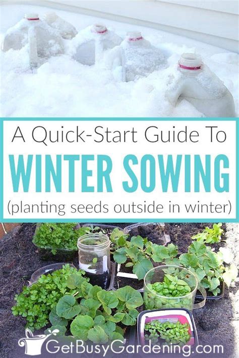 Winter Sowing Seeds A Quick Start Guide Garden Seeds Planting Seeds