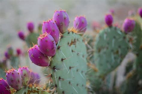 Vídeo em 4k e hd pronto para edição não linear imediata. Paddle Cactus | Flickr - Photo Sharing!