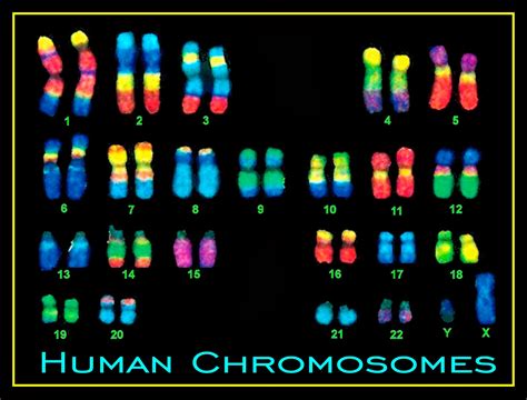 Chromosomes Of A Human