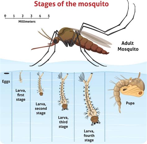How Do Mosquito Larvae Breathe In Water Peepsburghcom