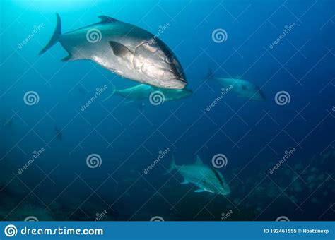 Greater Amberjack Seriola Dumerili Cabo Pulmo Stock Image Image Of