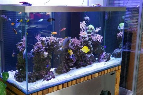 How To Fix Cloudy Aquarium Water Causes And Remedies