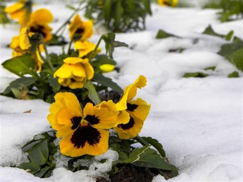 26 Stunning Winter Garden Images From Peoples Yards