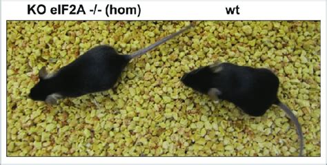 The Eif2a Knockout Mouse Mouse With Knockout Eif2a Gene Left And