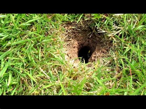 Massive Wasp Nest In Ground Bristol Pest Control Waspkill Uk Youtube