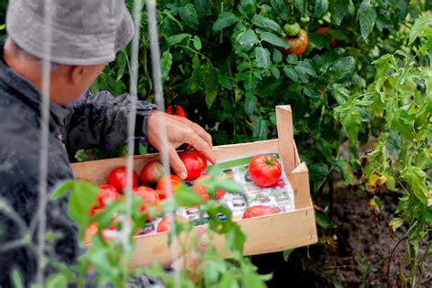 Culture Des Tomates Sous Serre France Serres