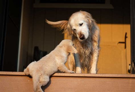 When Can A Labrador Puppy Climb Stairs