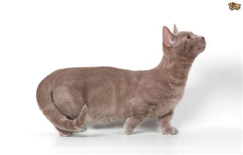 However, due to the fact they have difficulty reaching. Munchkin | Cat Breed Facts, Highlights & Advice | Pets4Homes