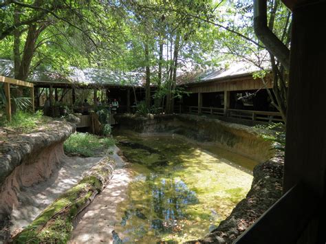 Louisiana Swamp American Alligator Exhibit Zoochat