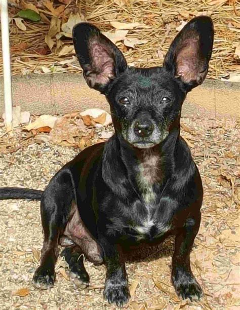 Dachshund Chihuahua Mix Chiweenie Dog For Adoption Charlotte Nc All