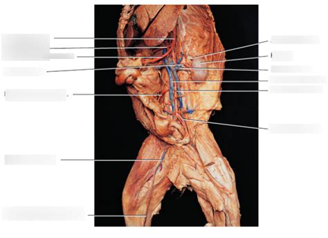Cat Arteries And Veins Diagram My Xxx Hot Girl