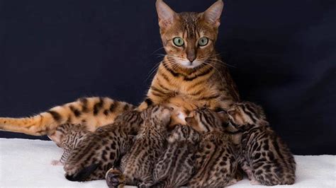 A bengal cat price can range from upwards of *£300, for what would be termed a 'pet quality' bengal. Watch Now! Bengal Cats Personality - YouTube