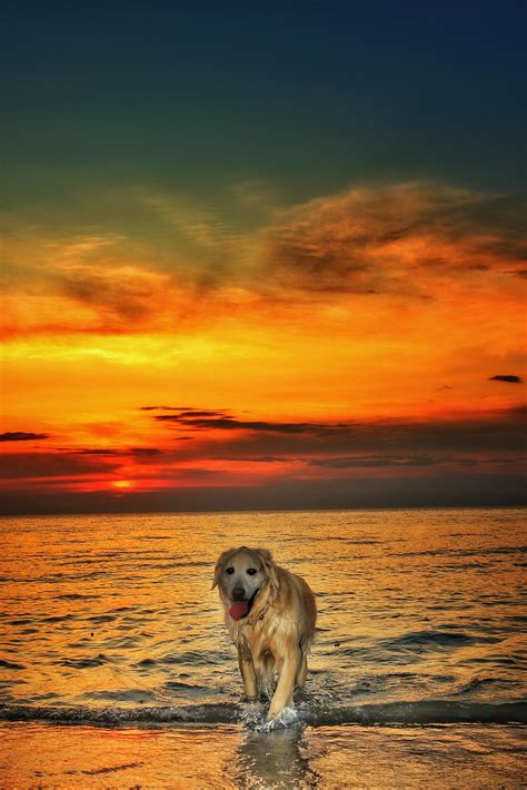 Gracie Emerges From The Sunset Golden Retriever Retriever Dogs