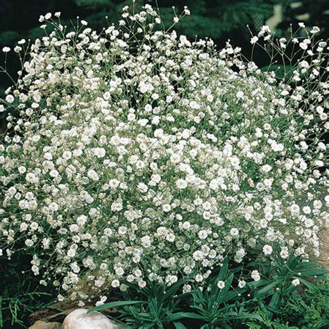 Shop Babys Breath White Brecks