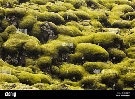 Moss Covered Lava Iceland Stock Photo Alamy