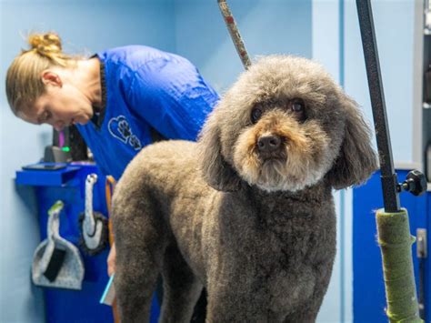 Pawsitively Dogs Grooming | Louisville's Top-Rated Dog Grooming Service
