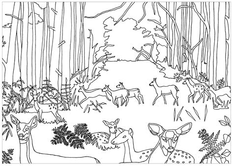 Realistic Forest Animal Coloring Pages