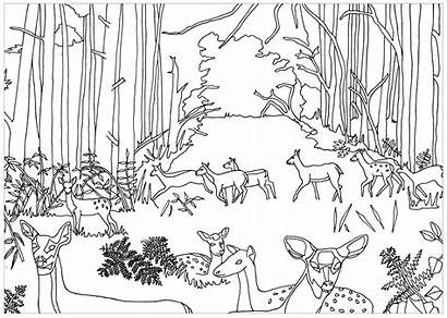 Forest Does Coloring Fawns Adult Deers Pages