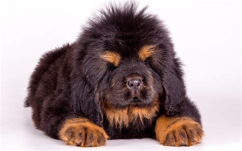 Download Wallpapers Tibetan Mastiff Large Tibetan Dog 4k Small Puppy