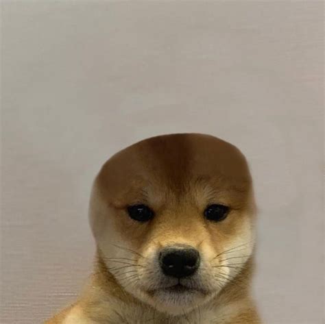 Cheems Doge Pfp See More Ideas About Doge Meme Reaction Pictures