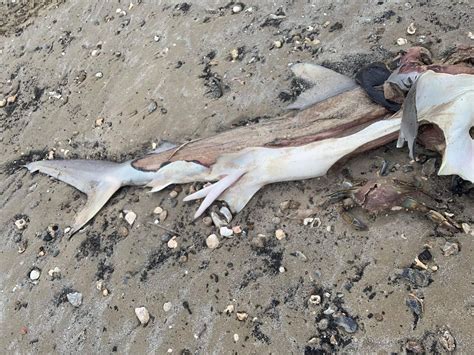 20 Mutilated Dead Sharks Found On Texas Bolivar Peninsula