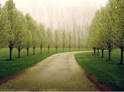 Tree Lined Driveway Driveway Landscaping Tree Lined Driveway Landscape