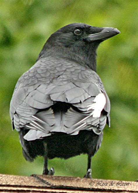 We did not find results for: Crow with White Feather - Various Bird Species