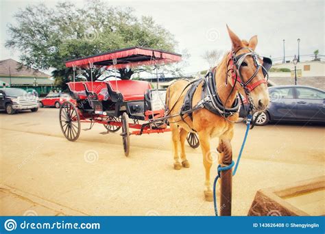 Elegant Horse Drawn Carriage In French Quarter Stock Photo Image Of