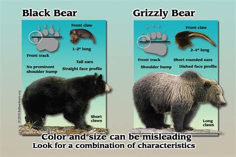 Black Bear Vs Grizzly Bear Montana Hunting And Fishing