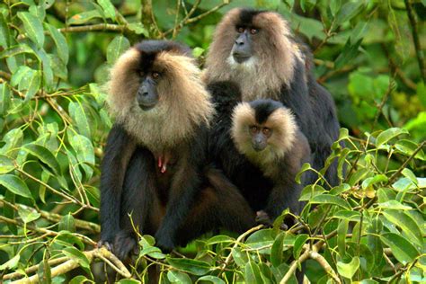 Lion Tailed Macaque Conservation In India