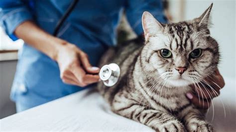 Preparing Your Cat For A Vet Visit Petvet Clinic Full Service
