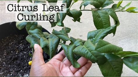 Meyer Lemon Tree Leaf Curling Beginnergardening Youtube