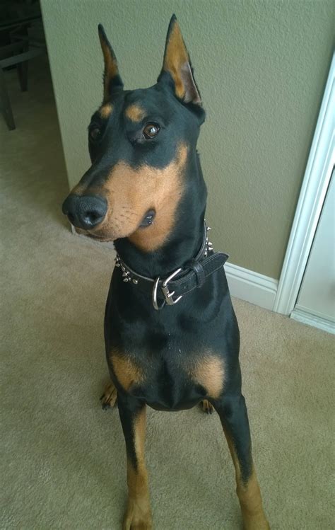 Snoop Dog Update Dobermanpinscher