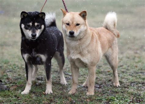 Hokkaido Dog Hokkaido Dog Dog Breeds Dogs