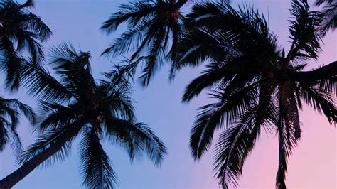 palm trees pink sunset wallpaper hd autumn bali beach canyon cave clouds coast desert eruption