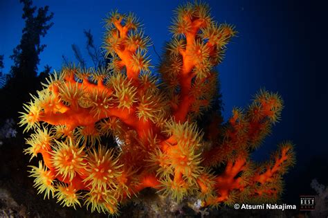 Underwater Flower Focusing On The Beauty Of Dendrophyllia Ijimai I