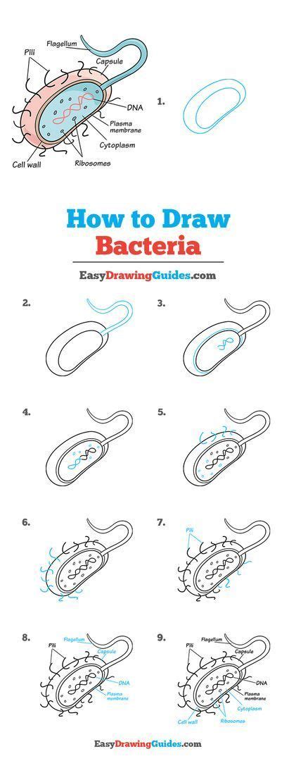 How To Draw Bacteria Really Easy Drawing Tutorial Drawing Tutorial