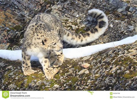 Snow Leopard With Long Tail Stock Photo Image Of Black